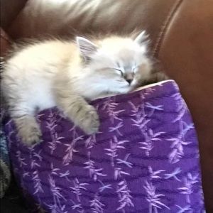 Meet your Posher, Madelyn